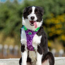 Truelove Country + Limited Edition dog Harness - TLH5653