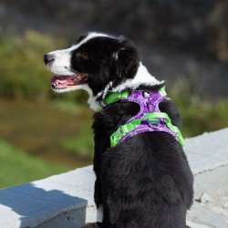 Truelove Country + Limited Edition dog Harness - TLH5653