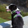Truelove Country + Limited Edition dog Harness - TLH5653