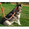 Truelove Retractable dog Leash - TLL2271